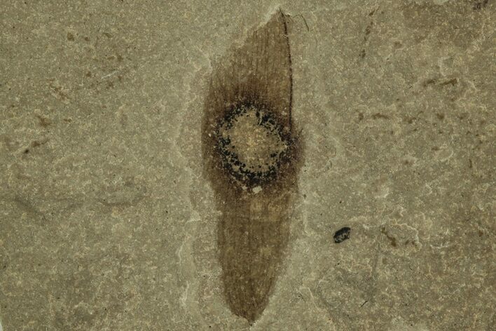 Fossil Plant (Ailanthus) Samara - Green River Formation, Utah #215562
